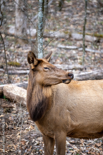 close up of a manitoban elk squinting in the woods