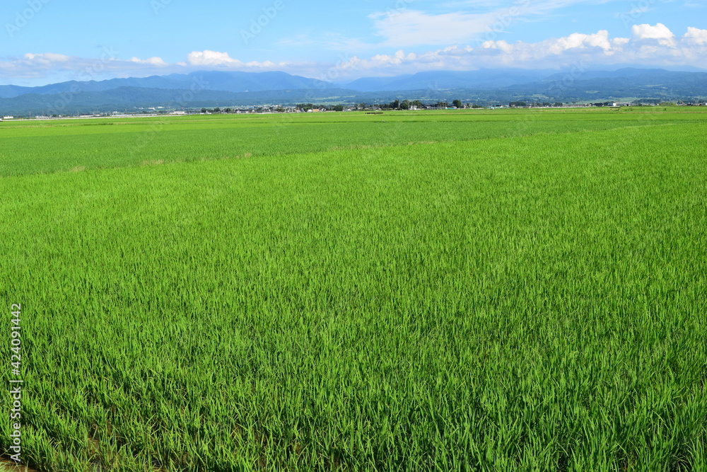 Naklejka premium 田植え2ヶ月後の水田