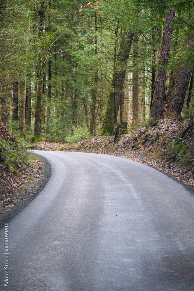 Fototapeta premium road in the forest of cades cove in the great smoky mountains national park