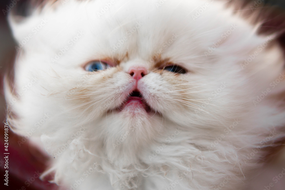 hermoso gato persa, mascotas