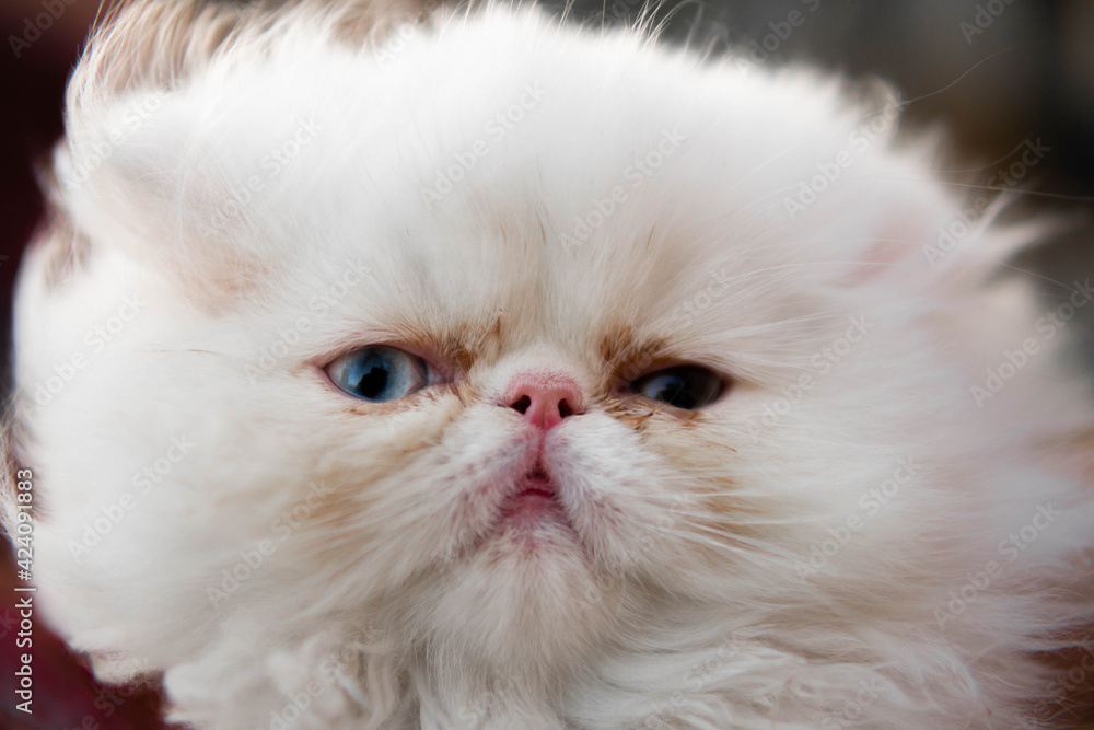 gato persa con heterocromia, ojos de color azul y café, hermoso, animal, mascota, juegos