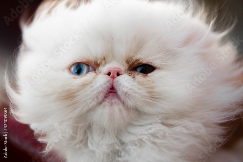 chistoso gato persa color blanco, con un ojo azul y cafe, heterocromia, animales, felino, juegos, casa photo