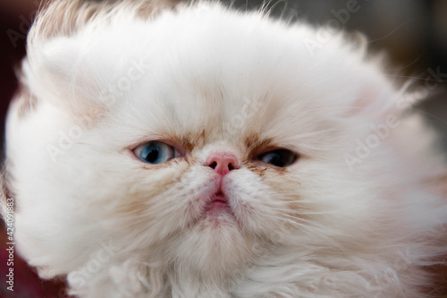 gato persa con heterocromia, ojos de color azul y café, hermoso, animal, mascota, juegos photo