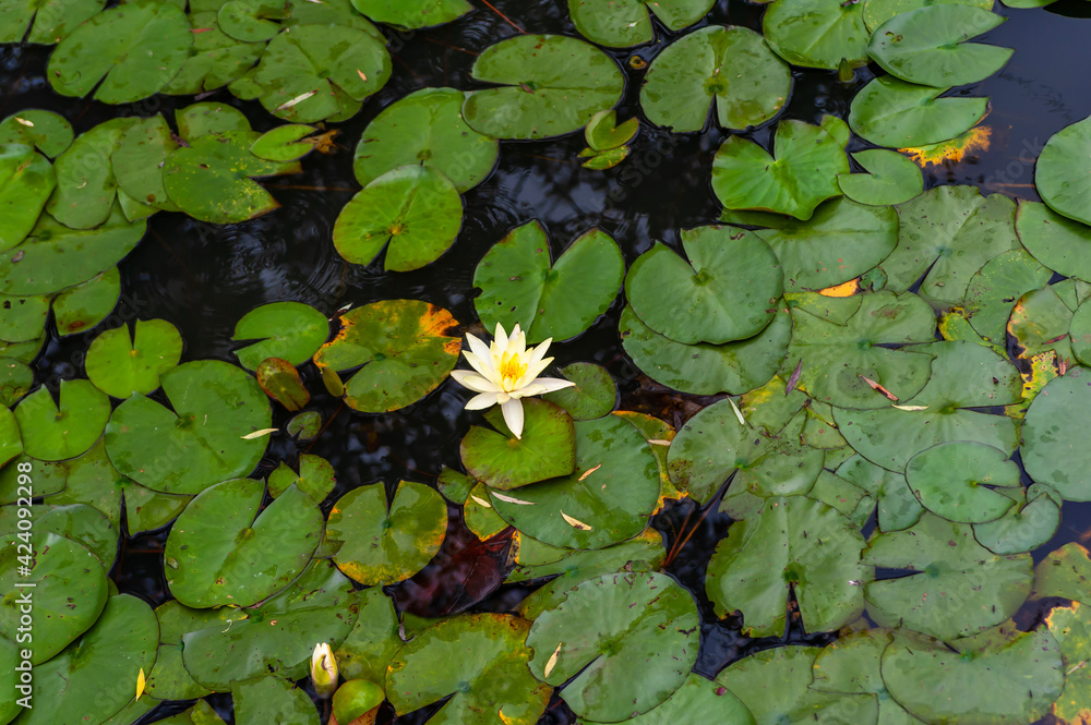 water lily in the pond water lily in the pond