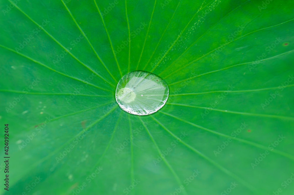Water on Lotus leaf Water on Lotus leaf