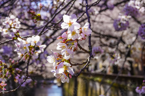 Cherry Blossoms