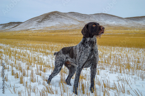 A graceful hunting dog of the Drathaar breed is standing and looking at something very attentively and interestingly sideways. Exciting Siberian hills are in the background.