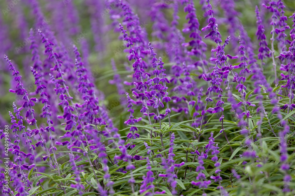 Obraz premium Garden bed of mauve flowers