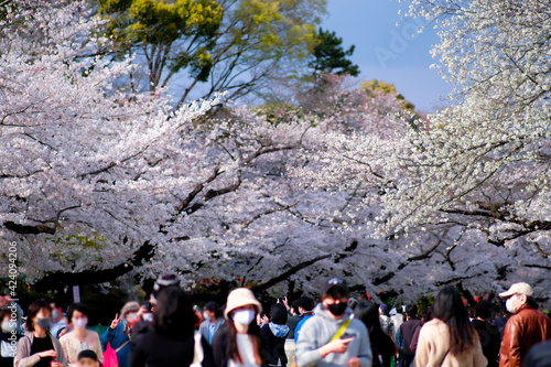 【2021】上野公園の桜