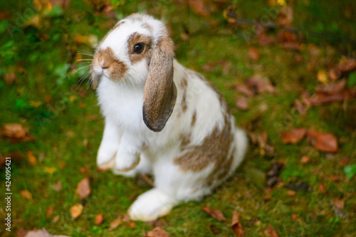 A miniture lop eared rabbit "telescoping" on her hind legs.  