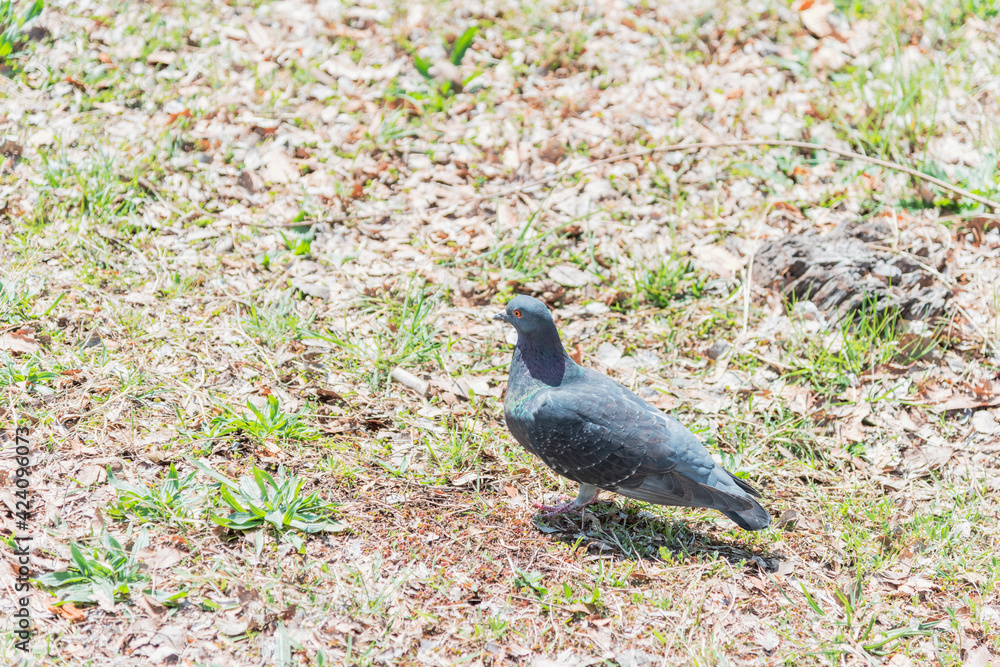 Obraz premium 公園を歩く鳩