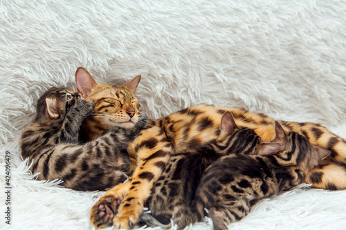 Bengal cat feeds her little kittens with breast © Smile