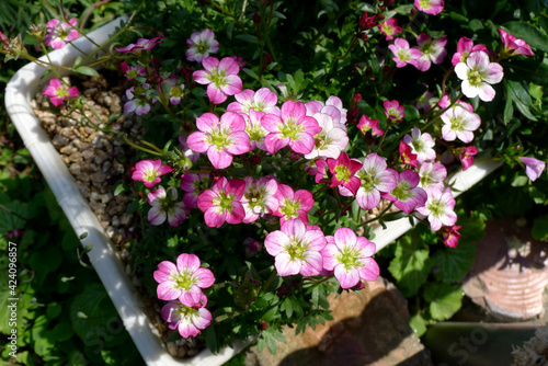 Fototapeta Naklejka Na Ścianę i Meble -  Pink flowers in the sunlight