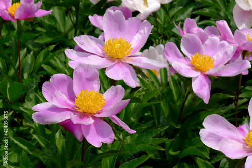 pink flowers in the field