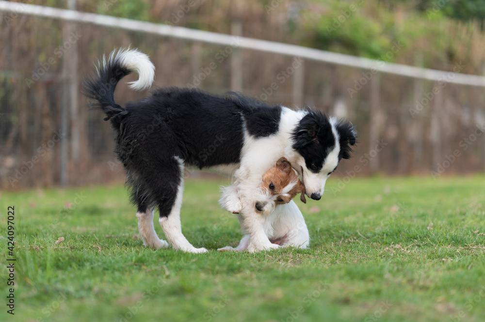 Border Collie and Jack Russell Terrier playing in the grass Border Collie and Jack Russell Terrier playing in the grass