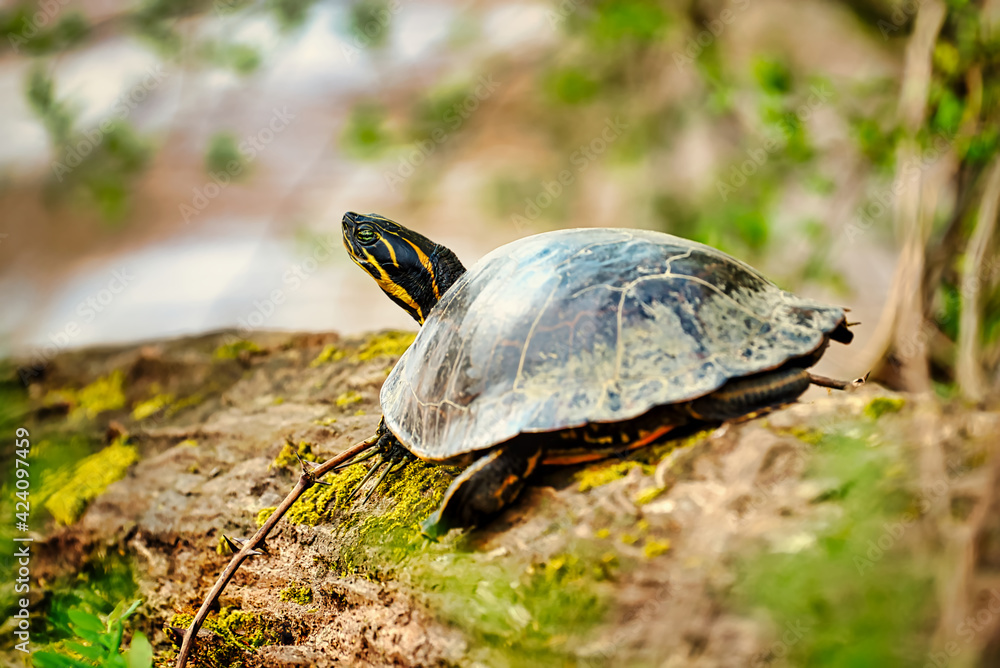 Obraz premium A turtle sunning on a dead log by the Catawba river in South Carolina, USA.