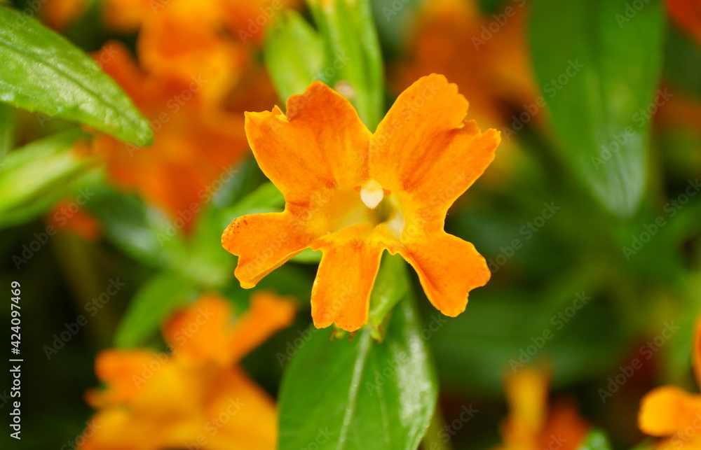 The bright color of Bush Monkey 'Jelly Bean Orange' flowers The bright color of Bush Monkey 'Jelly Bean Orange' flowers