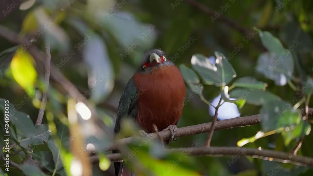 This video shows a tropical bird perched in a lush rainforest looking around. This video shows a tropical bird perched in a lush rainforest looking around.
