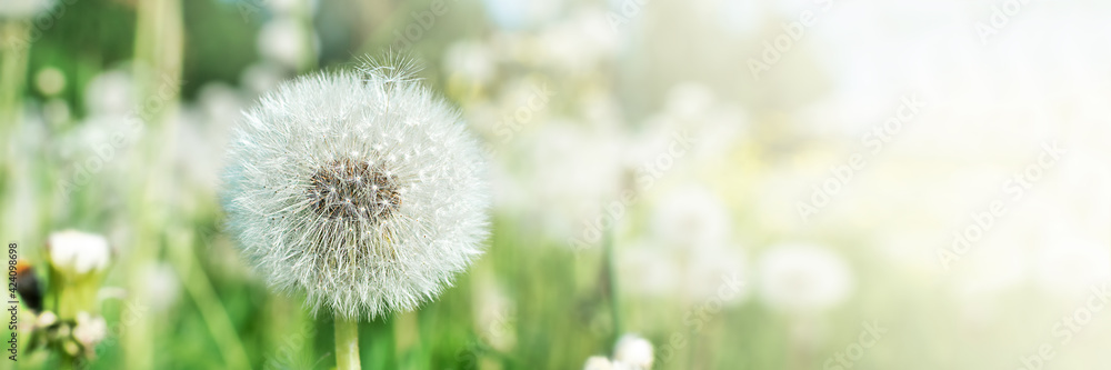 Field with white fluffy dandelions and fresh green grass. Summer spring natural landscape. Banner. Field with white fluffy dandelions and fresh green grass. Summer spring natural landscape. Banner.