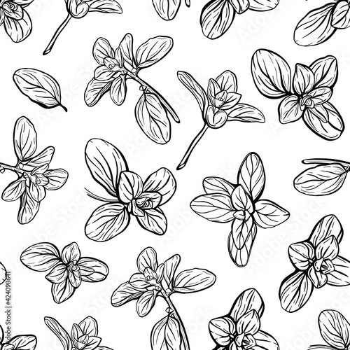  Basil Seamless Pattern. Italian herbs.A sprig of marjoram. Basil is a fragrant and fragrant seasoning. Hand-drawn illustration