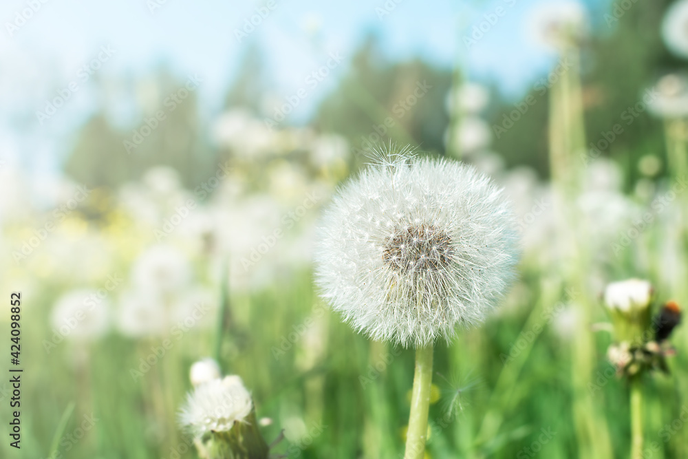 Field with white fluffy dandelions and fresh green grass. Summer spring natural landscape.