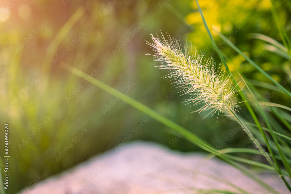 Closeup of green wild rye grass flower with green leaf and stem in the morning with warm orange yellow sun light. Closeup of green wild rye grass flower with green leaf and stem in the morning with warm orange yellow sun light.