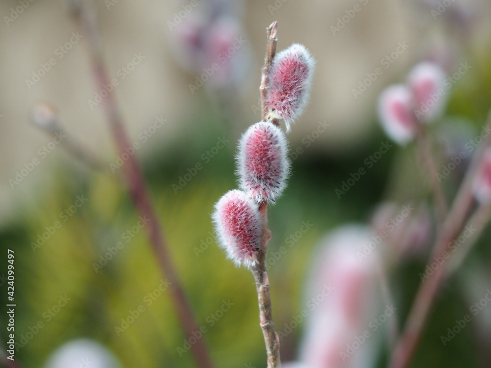 red fluffy buds of a willow plant red fluffy buds of a willow plant