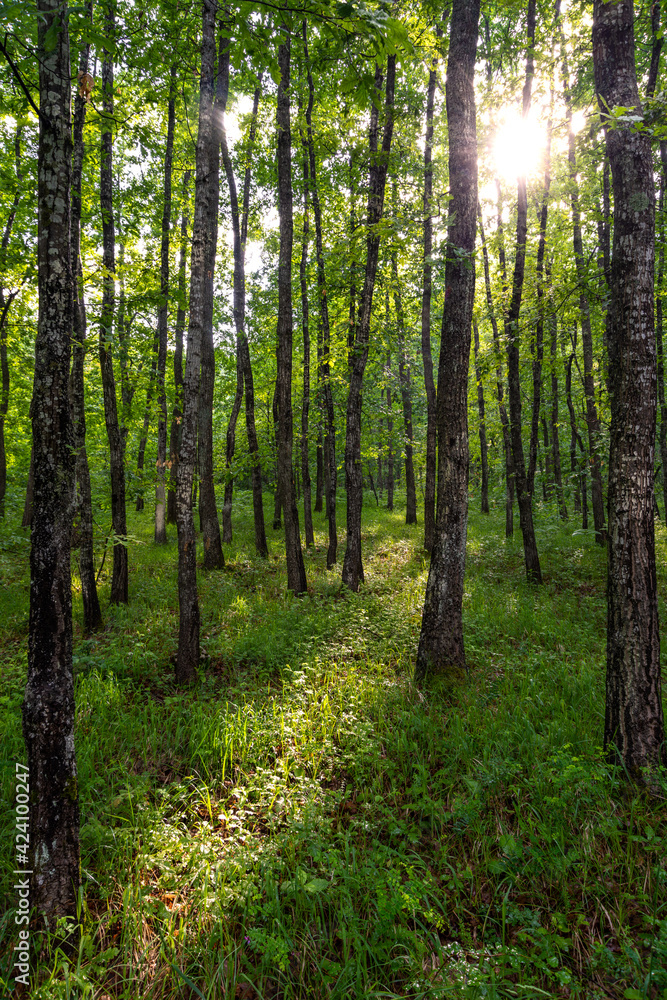 forest in the morning forest in the morning