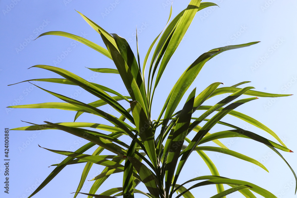 Palm tree leaves against blue sky. Summer sunny day. Tropical vacation background Palm tree leaves against blue sky. Summer sunny day. Tropical vacation background