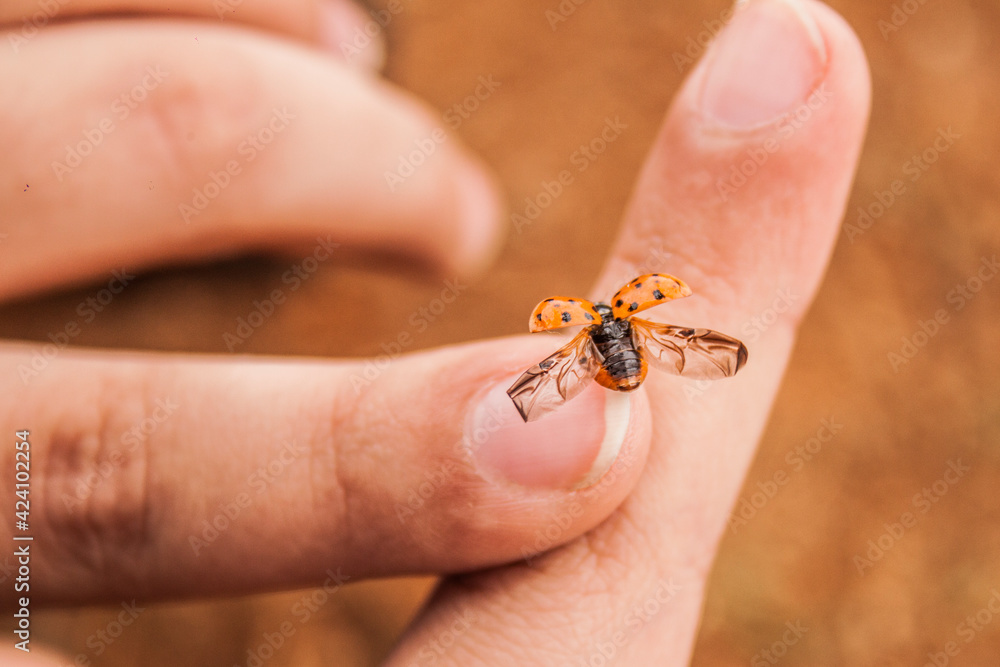 joaninha ladybug