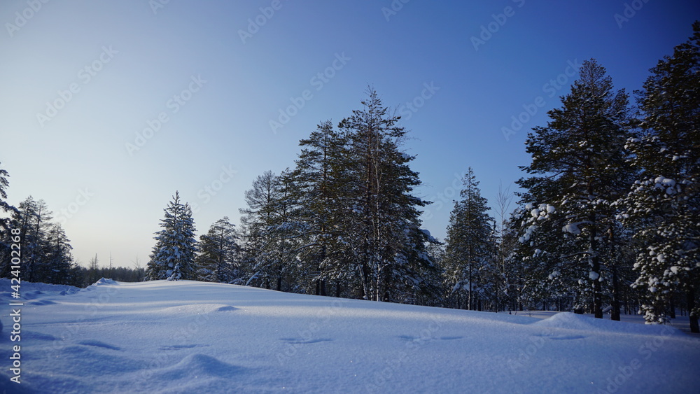 Fototapeta premium winter landscape with snow covered trees