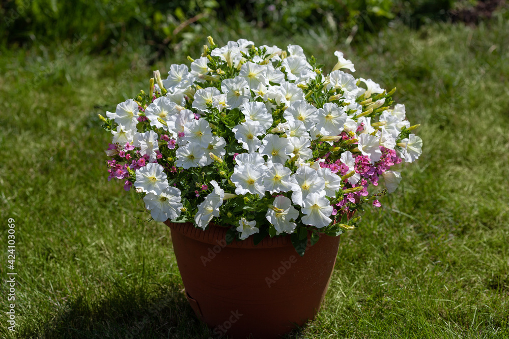 flower arrangement with white petunias and pink diasias in a pot on a green grass background flower arrangement with white petunias and pink diasias in a pot on a green grass background