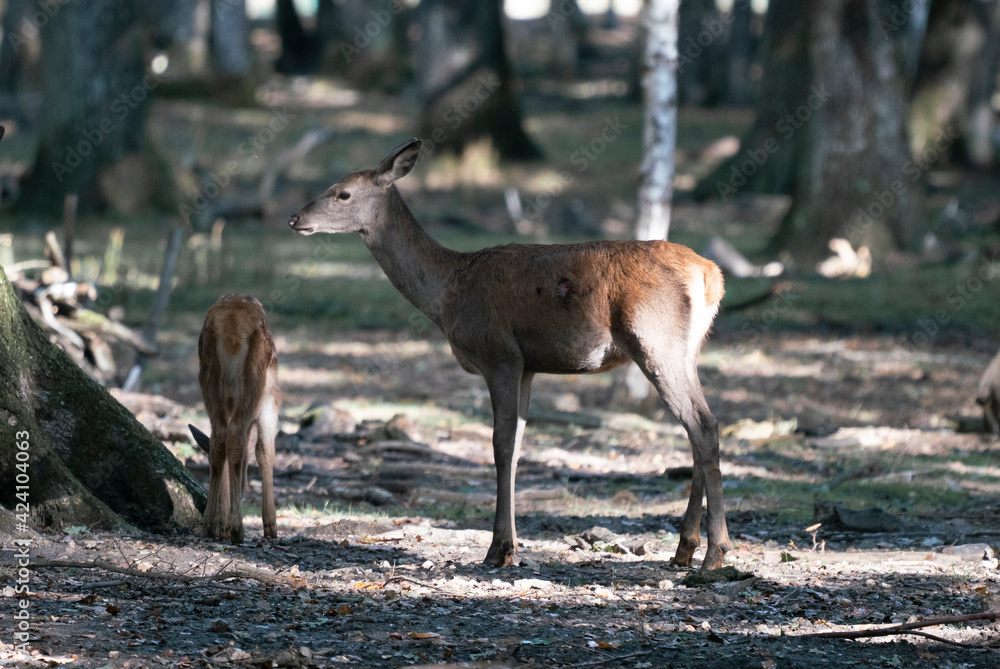 cerf cerf
