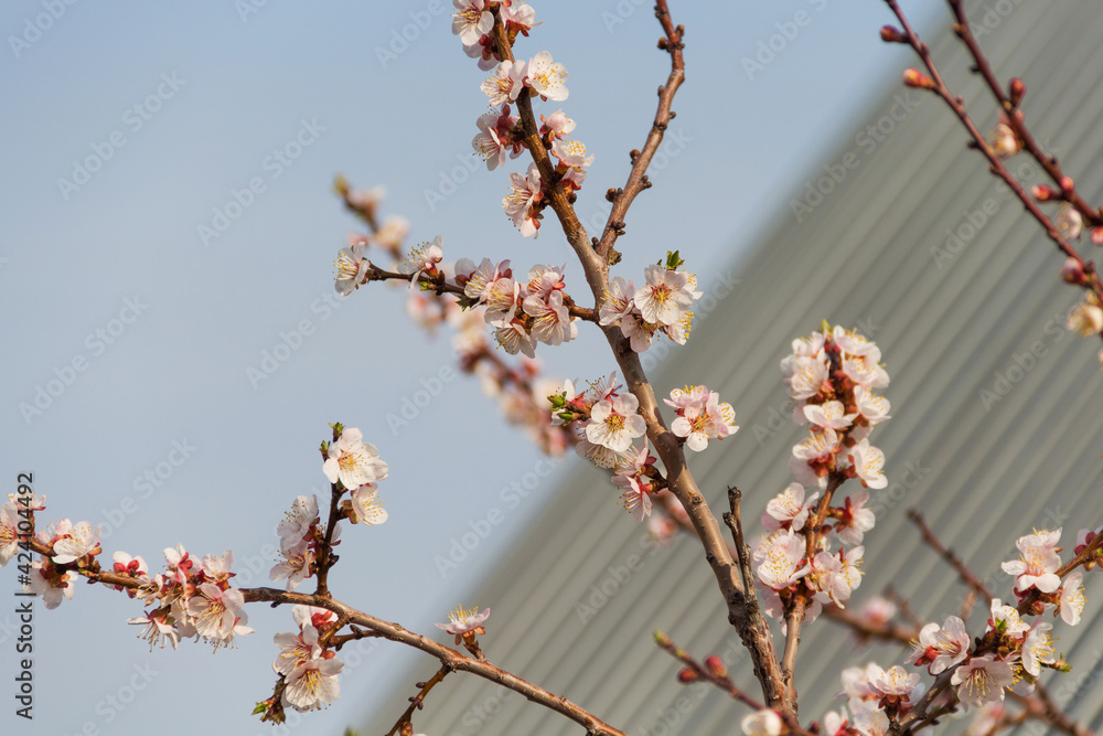 Spring flowering of apricot tree. Spring, bloom. Spring. Spring flowering of apricot tree. Spring, bloom. Spring.