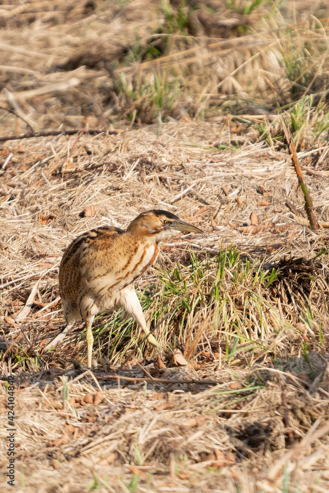 Obraz premium Butor étoilé