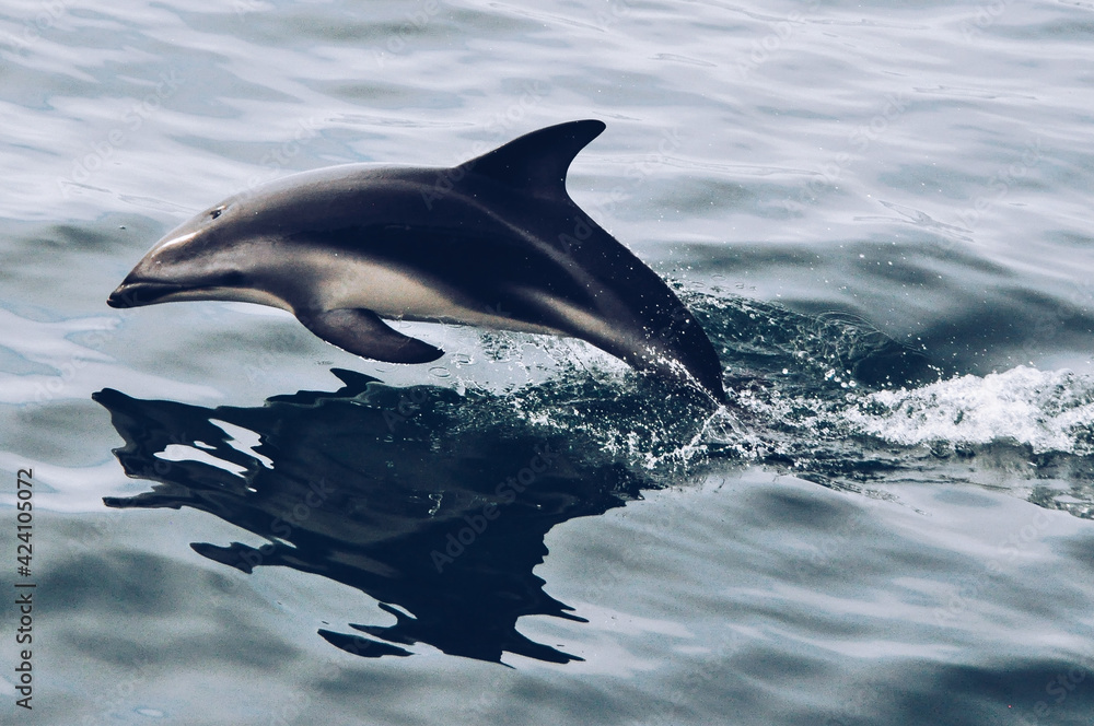 Fototapeta premium Dolphin running with the boat
