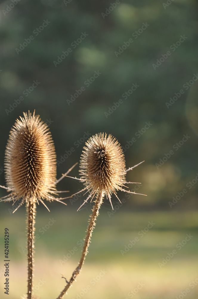 Dried wild teasel in the wind 