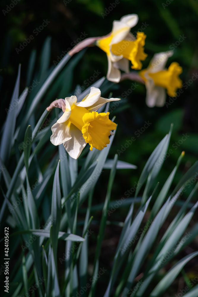 Close view of Narcissus pseudonarcissus blossoms in spring