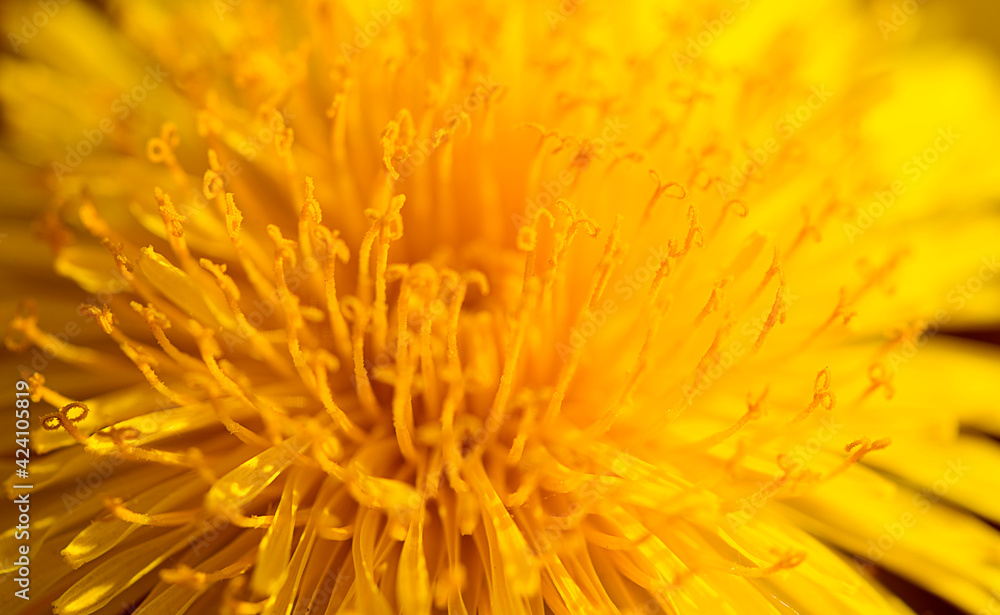 macro yellow dandelions close up macro yellow dandelions close up