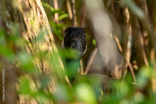 Canadian Goose Peaking Through Wooded Area photo