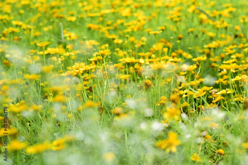 Beautiful yellow flowers blossom in flowers field, Spring season, Nature background