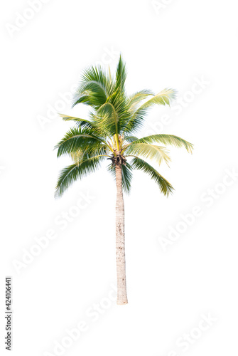 Palm tree or Coconut tree ,a green leaf isolation for summer background ,relax and vacation holiday summer concept  © kittiyaporn1027