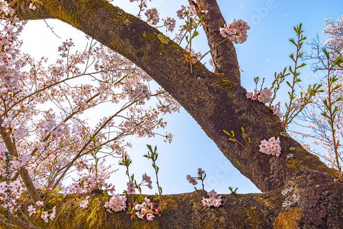 桜　新芽　春