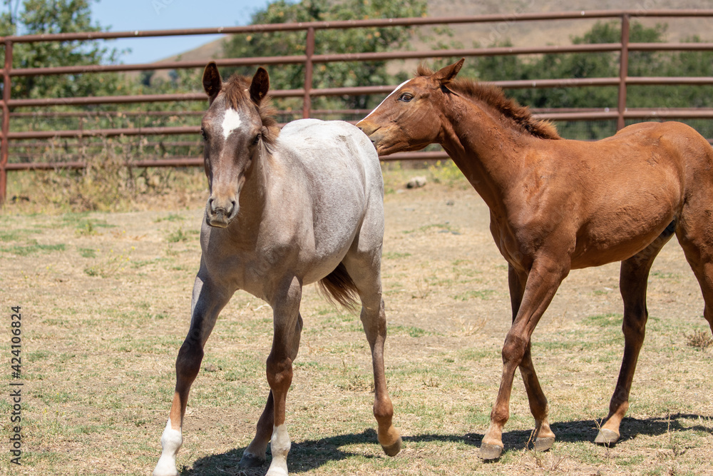 Fototapeta premium Baby Horses in Open Pasture