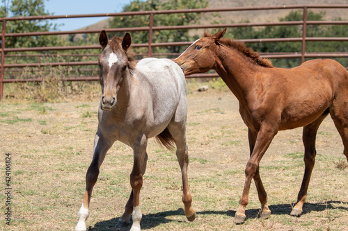 Baby Horses in Open Pasture
