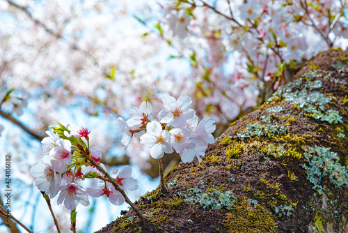桜　新芽　蕾