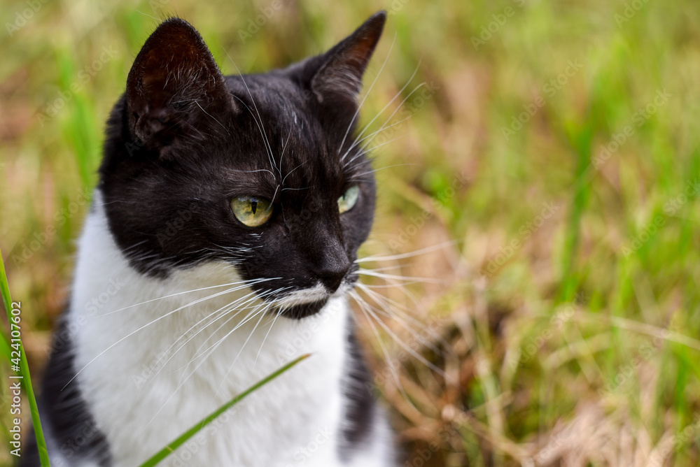head of a black-and-white domestic cat close-up on a background of green grass, soft blur