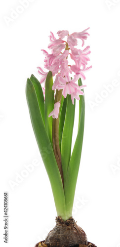 Beautiful blooming hyacinth plant on white background