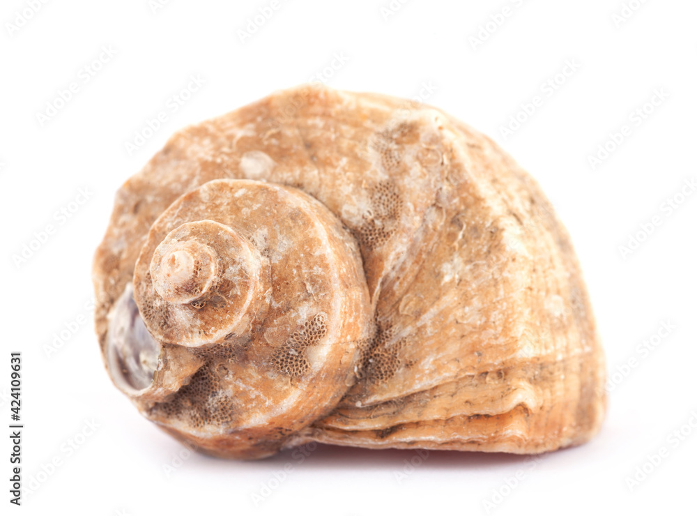 Conch shell