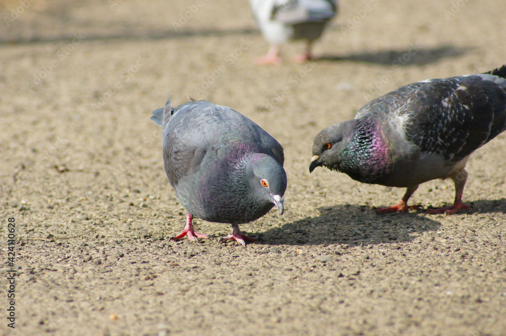 Obraz premium ハト